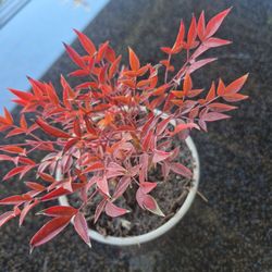 Sacred Bamboo Bonsai 