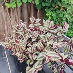 Tradescantia Plant, Silver Wandering Jew Plant Live