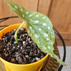 Begonia 'Angel Wing'  (Yellow Pot-B)