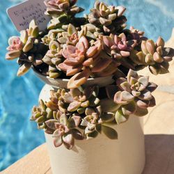 Beautiful Succulents