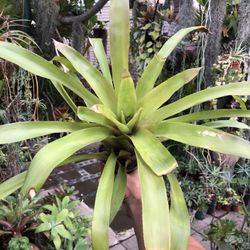 Large Bromeliad Plant