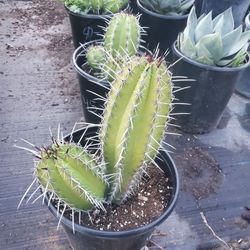 Cactus