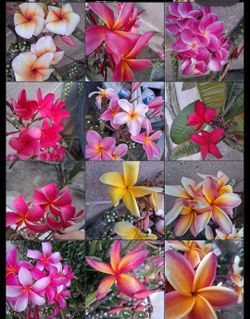 Over 10 colors plumeria clippings for sale!!