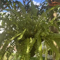 Different plants starting at $ $8 each! 