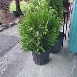 Evergreen Shrubs In Lg & EXTRA LG  PLANTER POT