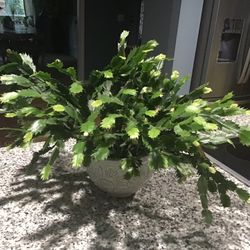 Plant