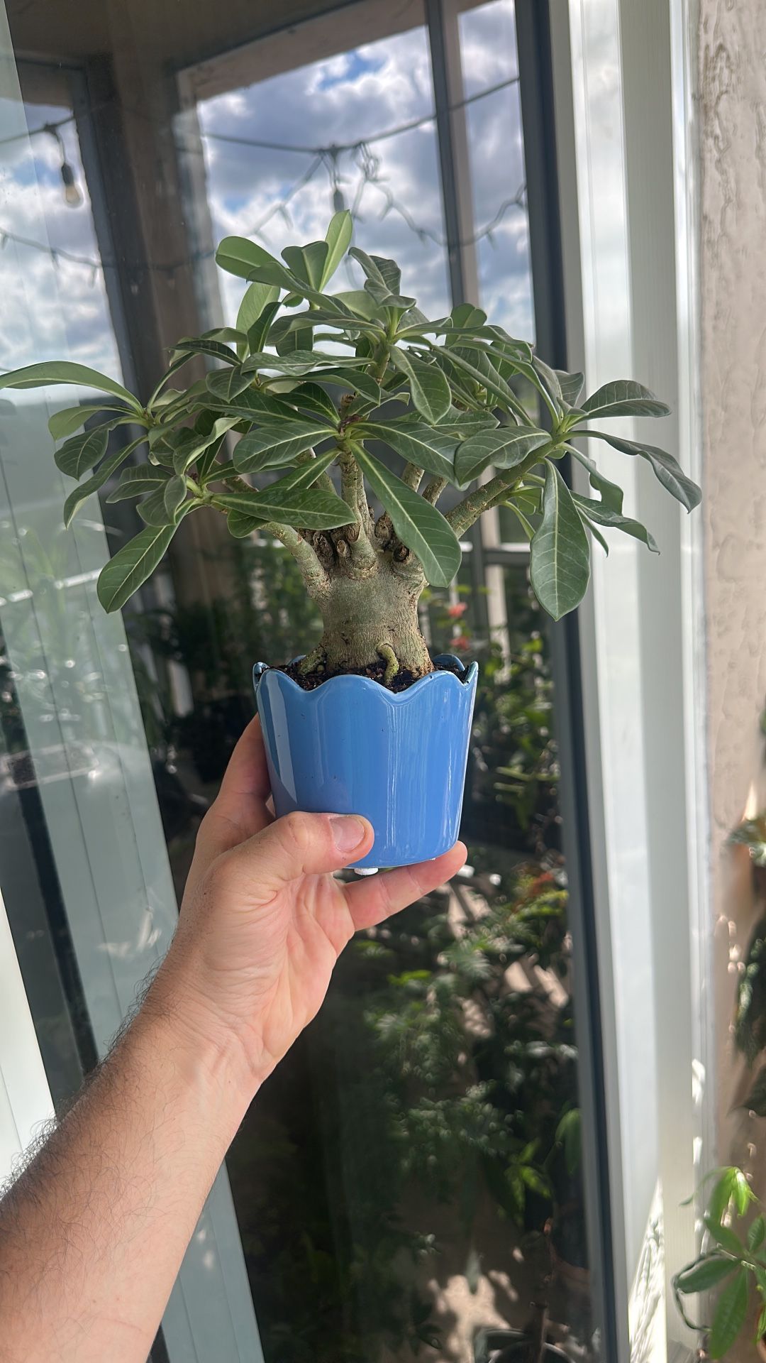 Bonsai Desert Rose In Small Pot