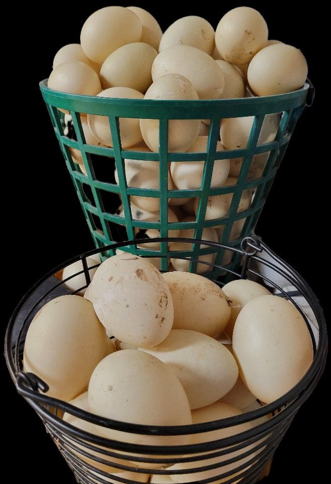 Muskovy Duck Eggs 