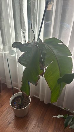Free palm plant