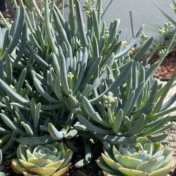 Blue Chalk Stick Succulent