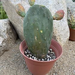 Prickly Pear Cactus (fully rooted) For Sale Or Trades