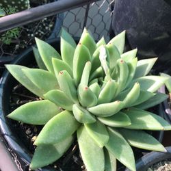 Natural Succulents Plants 🪴 