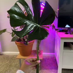 Monstera Deliciosa Plant Cutting 
