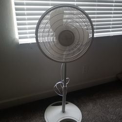 White Fan $20