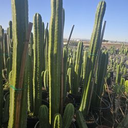 San Pedro Cactus 