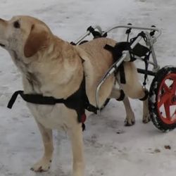 Brand New Wheelchair For Dogs 