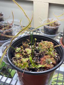 Sundew plant collection