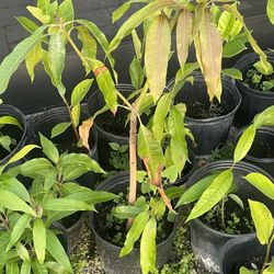 Mango   Papaya  Avocado  Jackfruit Plants 