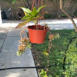 Hanging Plant 