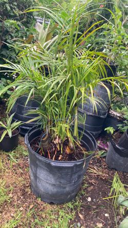 Plantas
