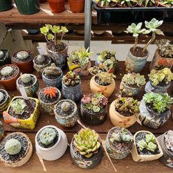 $17 Each Plant + Free Pot