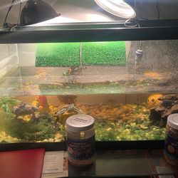 Turtle Tank