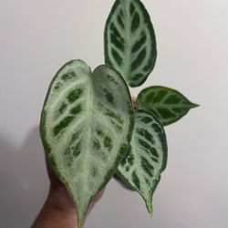 Anthurium Silver Chrome X Forgetti