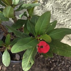 Crown Of Christ  Plant 