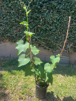 Chayote plant for sale