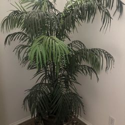 7’ Artificial Kentia Palm Plant in Pot!