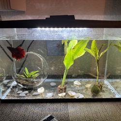 3 Gallon Tank Kit