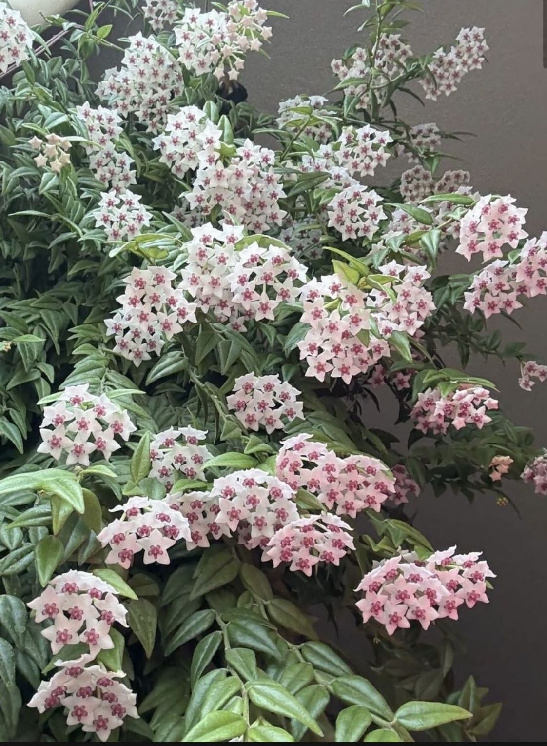 Hoya Bella