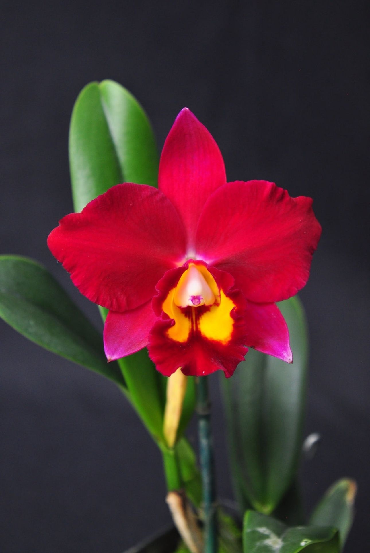 Cattleya Orquíd HAWAIIAN PROMINENCE 'AMERICA' AM/AOS FRAGRANT