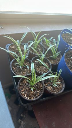 Spider Plant Sale!
