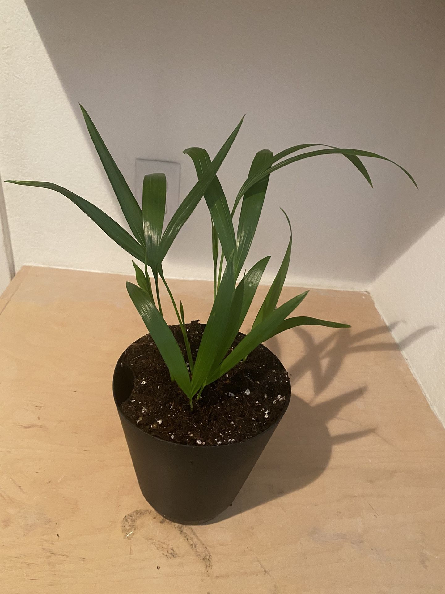 House Plants 9.00 Dollars Each