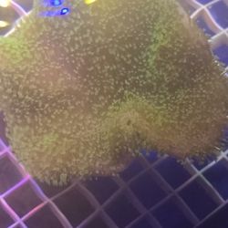Ornamental Corals For Sale In Lake Worth Beach F.L. 