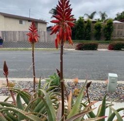 1.5 Gallon Pot Succulent Plant - Aloe Arborescens - Candelabra Aloe - Torch - Rooted & Established - 🪴- Drought Resistant