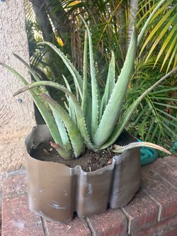 aloe vera