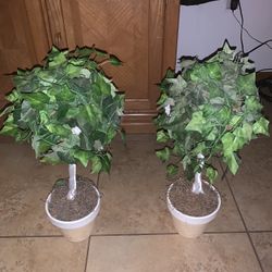 2 Piece Topiaries