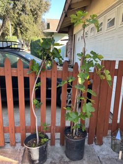 Fig