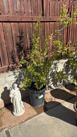 Pomegranate Tree