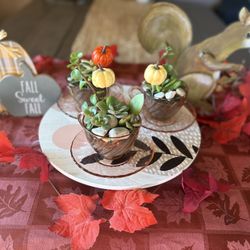 Mini Succulents Arrangement 