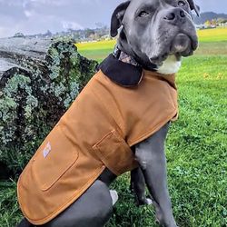 Carhhart Dog Jacket, Collar, and Leash.  New