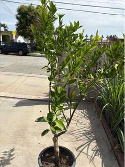 Grafted sweet tangerine tree 砂糖桔