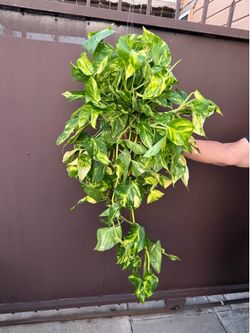 6” xl Pothos Patricio