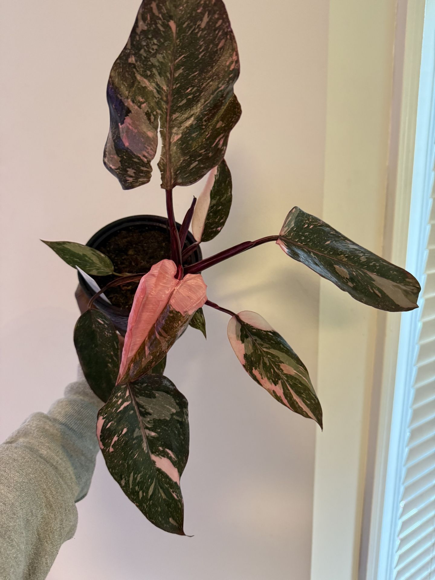 Philodendron Pink Princess Marble