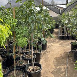 Mexican Guava Trees