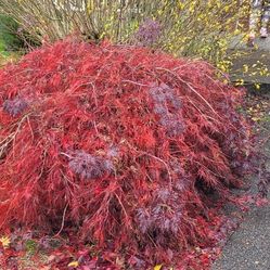 Japanese Maple 7ft Wide  X4ft Tall