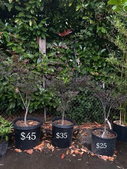 Japanese Maple Trees in Black Nursery Pots