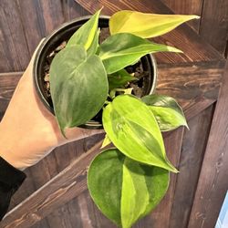 Philodendron Brazil